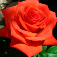Саджанці троянд Корвет (Чайно-Гібридна)