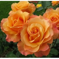 Саджанці троянд Лоліта (Флорібунда)
