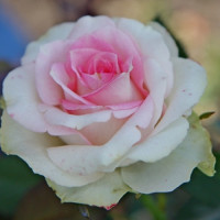 Саджанці троянд Малібу (Чайно-Гібридна)