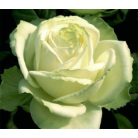 Саджанці троянд Маруся (Чайно-Гібридна)