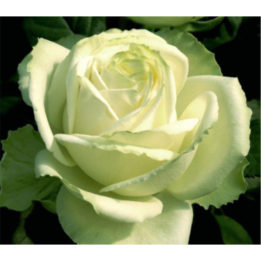 Саджанці троянд Маруся (Чайно-Гібридна)