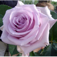 Саджанці троянд Оушен Сонг (Чайно-Гібридна)