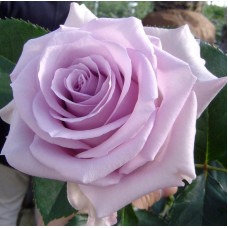 Саджанці троянд Оушен Сонг (Чайно-Гібридна)