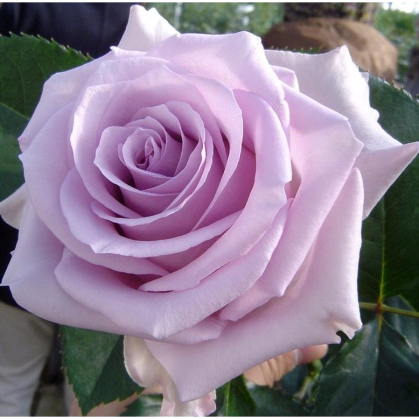 Саджанці троянд Оушен Сонг (Чайно-Гібридна)