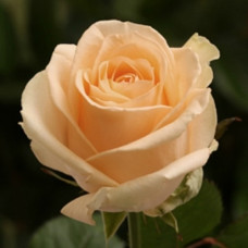 Саджанці троянд Піч Аваланж (Чайно-Гібридна)