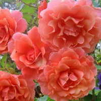 Саджанці троянд Рожева Перлина (плетиста)