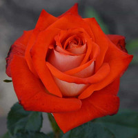 Саджанці троянд Верано (Чайно-Гібридна)