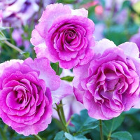 Саджанці троянд Віолет Парфюм (Чайно-Гібридна)