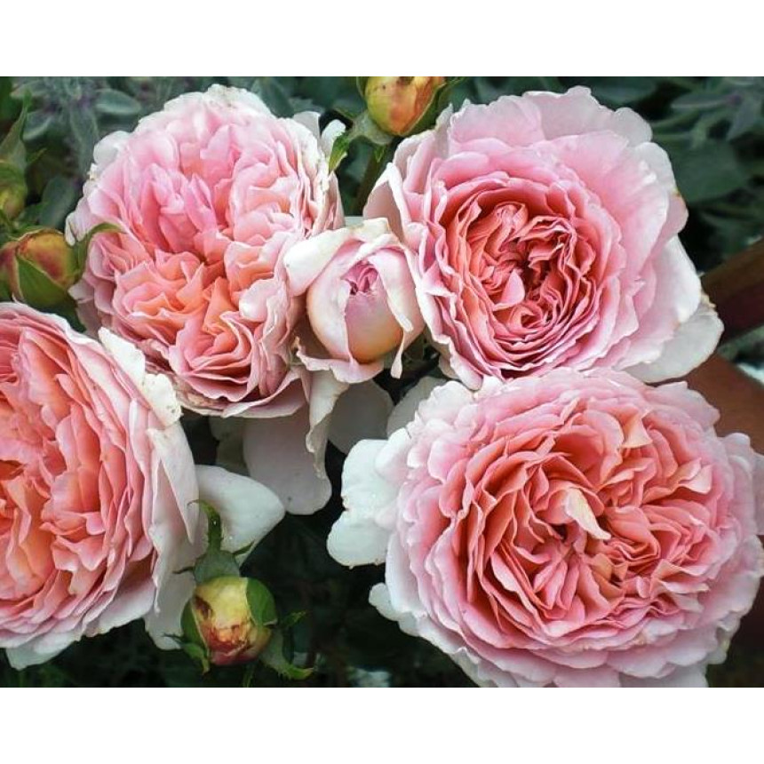 Саджанці троянд Абрахам Дербі (англійська)