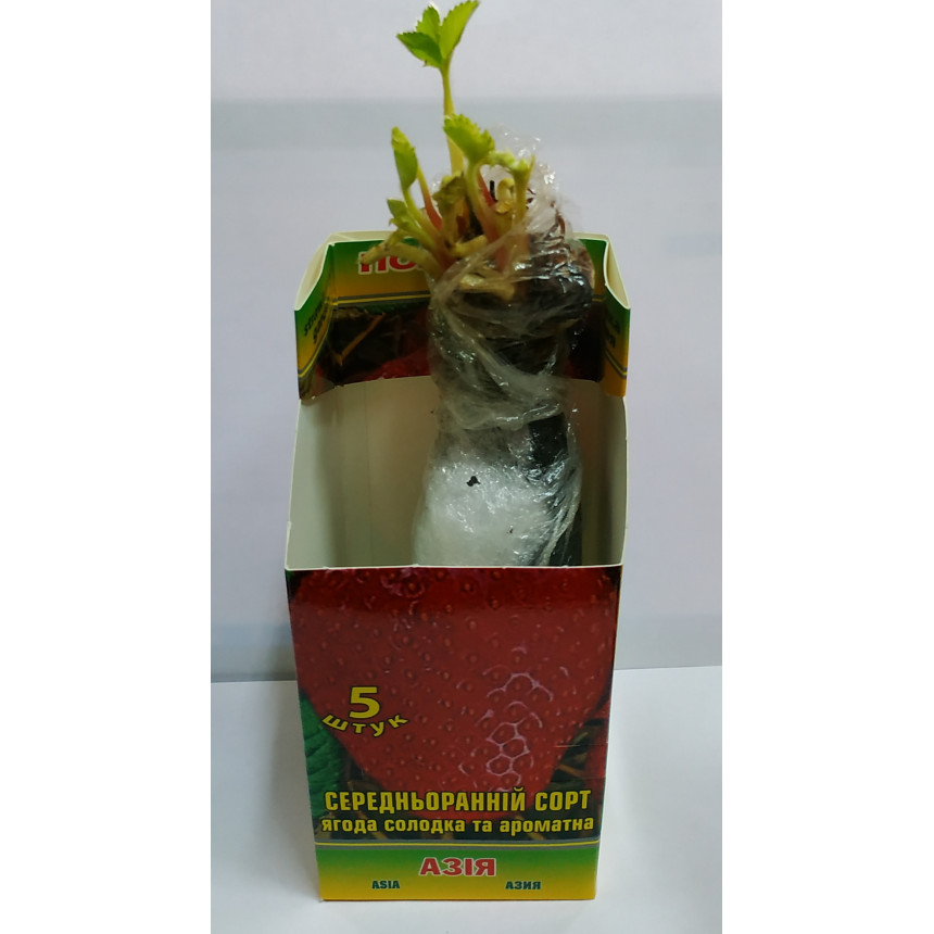Саджанці полуниці Азія, 5 шт.