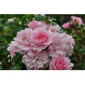 Саджанці троянд Боніка (грунтопокривна)