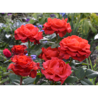 Саджанці троянд Ель-Торо (чайно-гібридна)