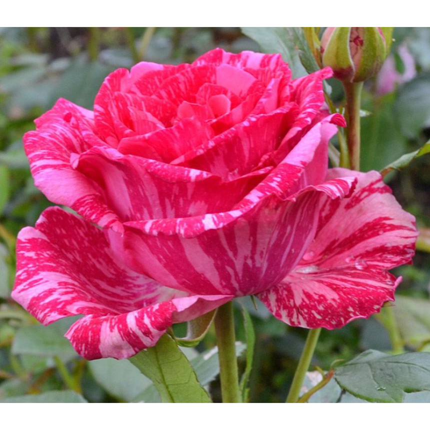 Саджанці троянд Пінк Інтуішн (чайно-гібридна)