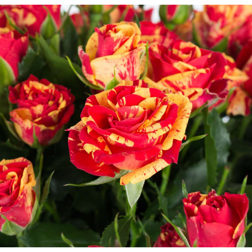 Саджанці троянд Файер Крек (спрей)