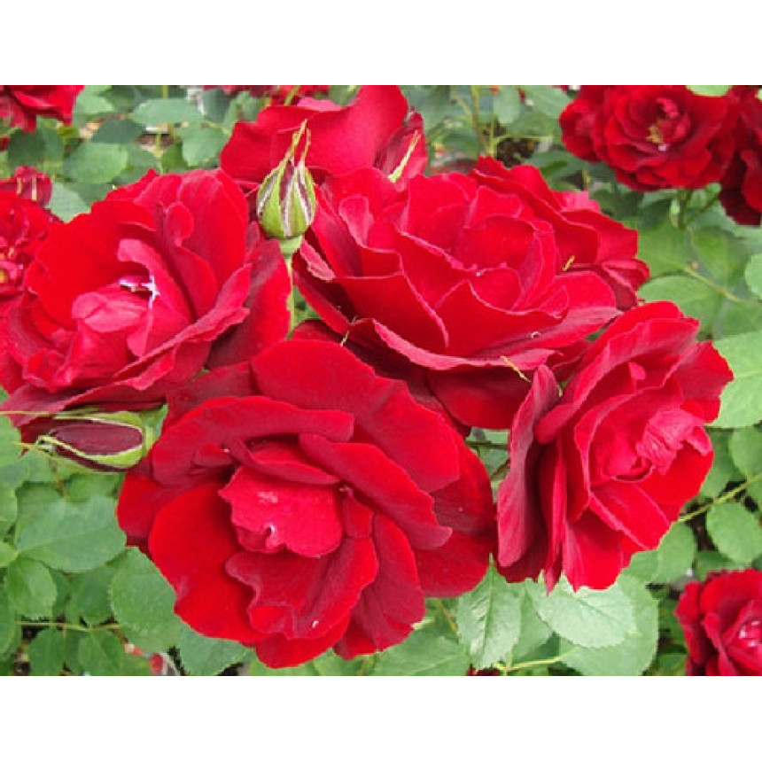 Саджанці троянд Хоуп фор Хьюманіті (шраб)