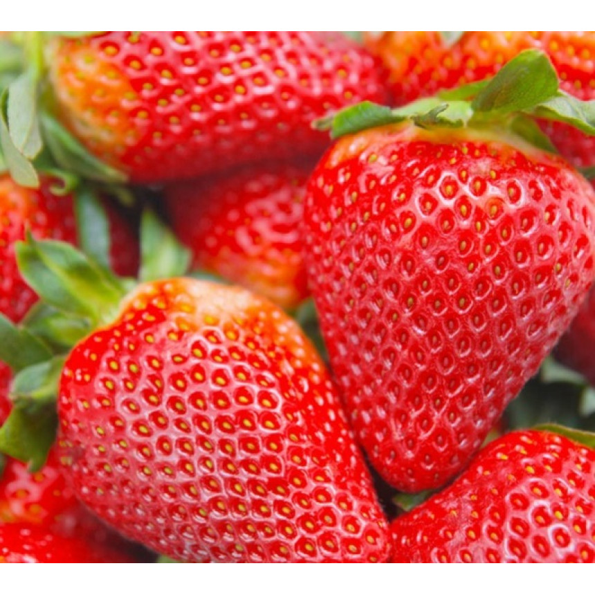 Саджанці полуниці Альба, 5 шт.