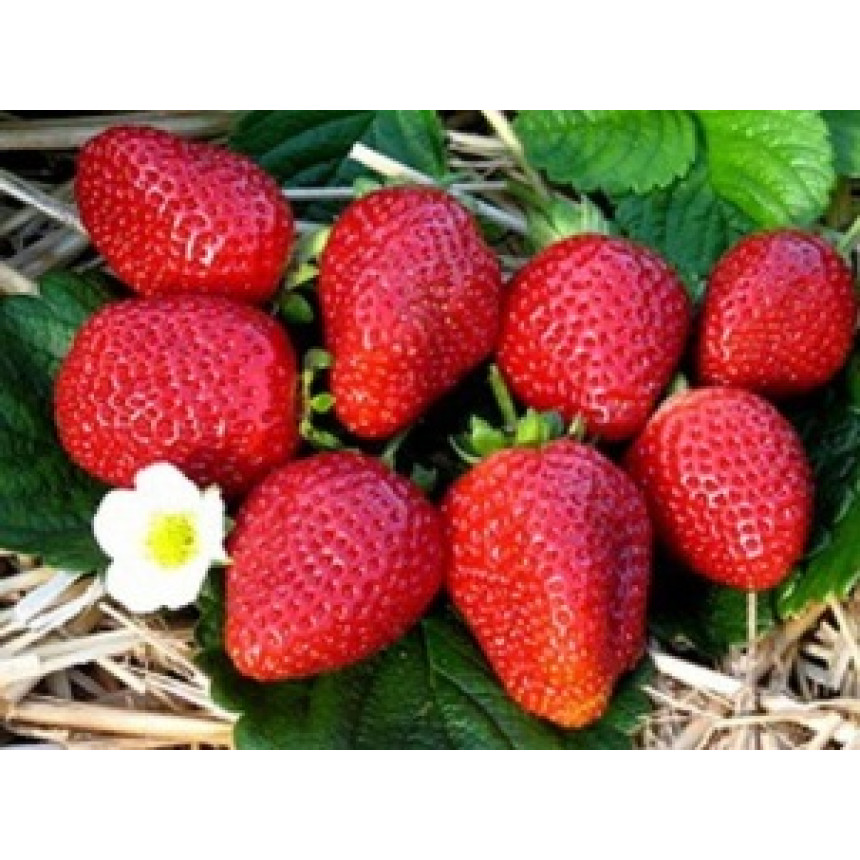 Саджанці полуниці Альбіон, 5 шт.