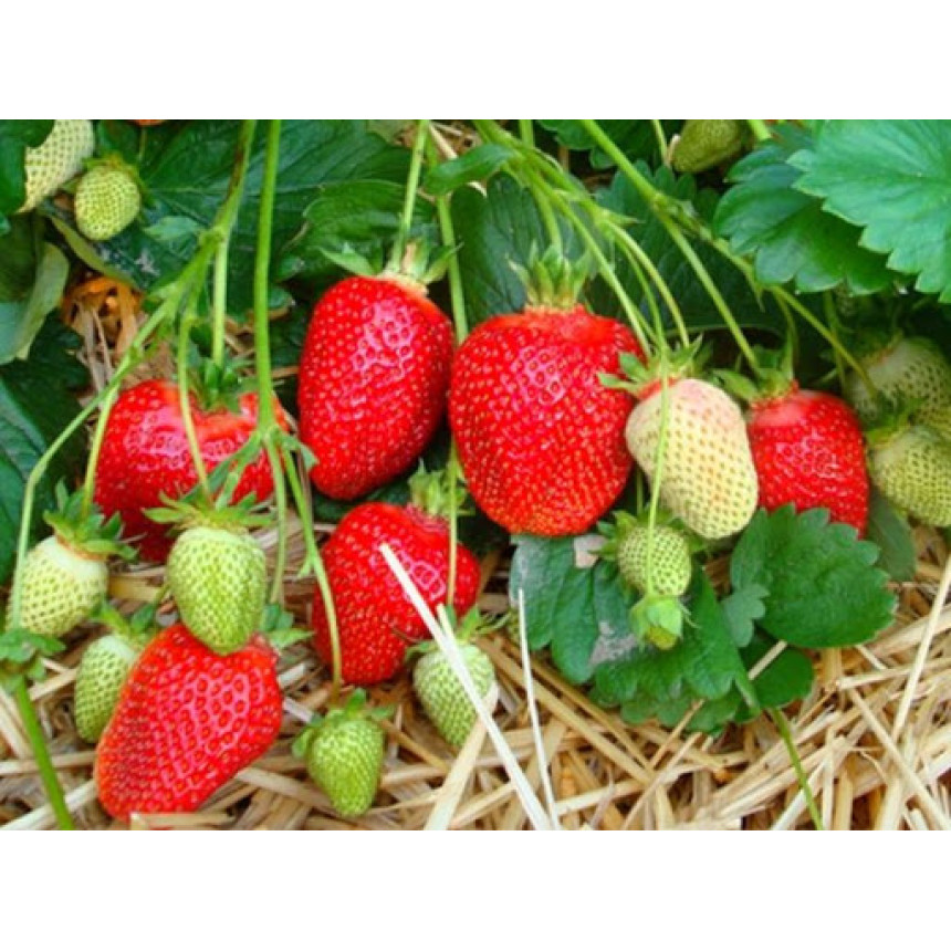 Саджанці полуниці Азія, 5 шт.