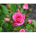 Саджанці троянд Лавлі Лідія (спрей)