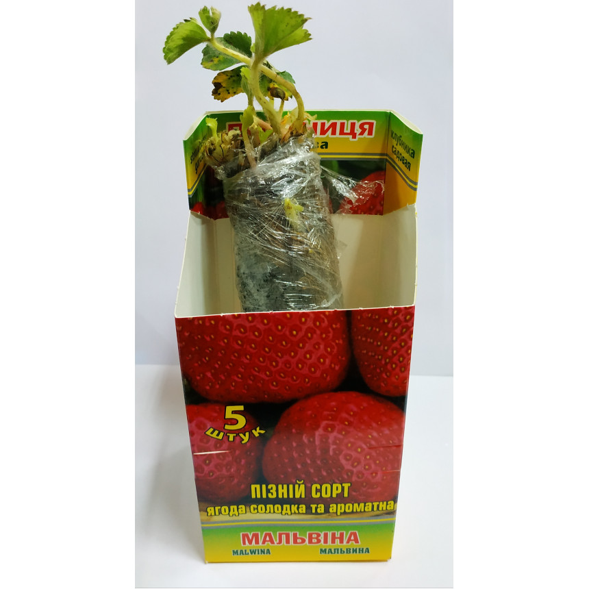 Саджанці полуниці Мальвіна, 5 шт.