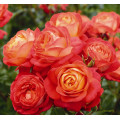 Саджанці троянд Мідсаммер (плетиста)
