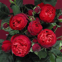 Саджанці троянд Піано (чайно-гібридна)