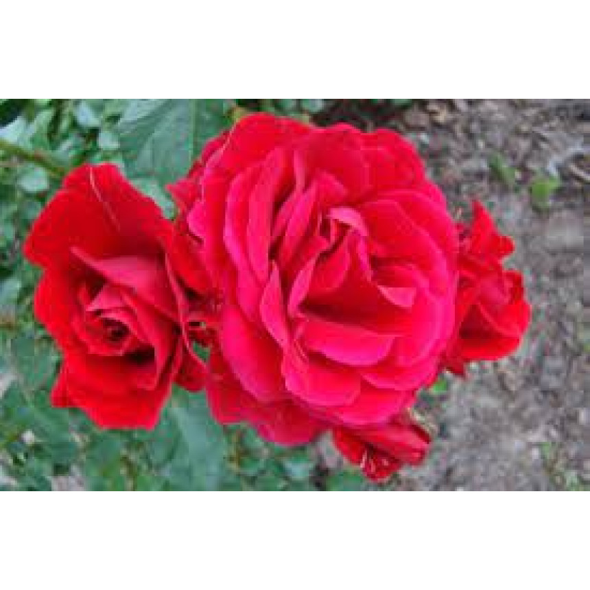 Саджанці троянд Блейз Суперіор (плетиста)