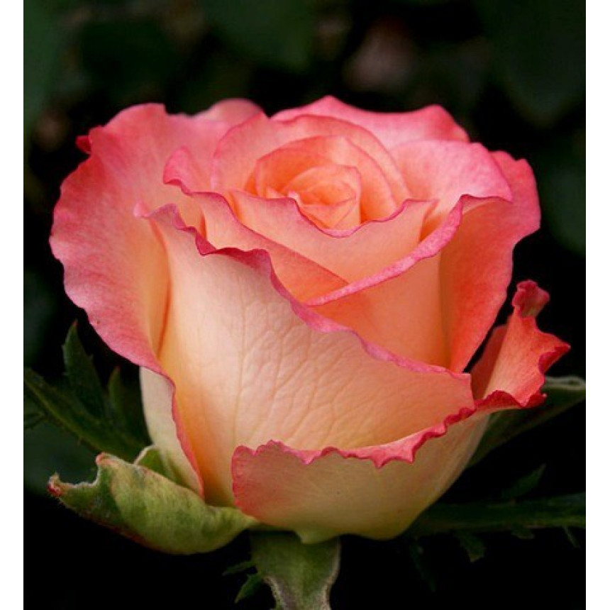 Саджанці Троянд Дует (чайно-гібридна)