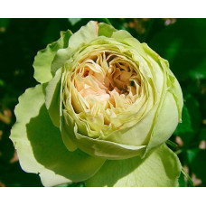 Саджанці троянд Лавлі Грін (спрей)