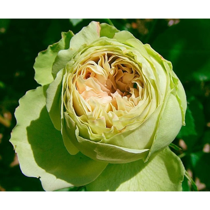 Саджанці троянд Лавлі Грін (спрей)