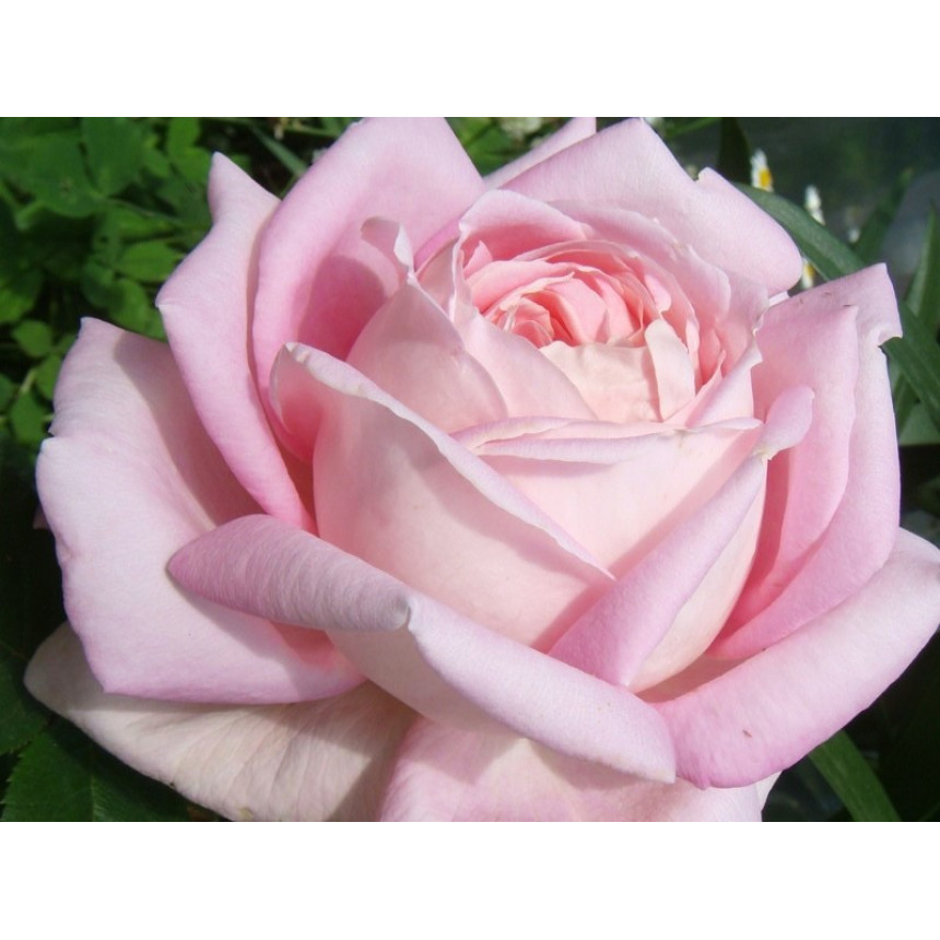 Саженцы роз Мириам (чайно-гибридная)