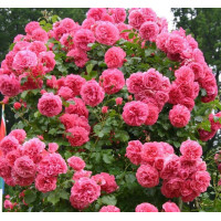Саджанці троянд Розаріум Ютерсен (плетиста)