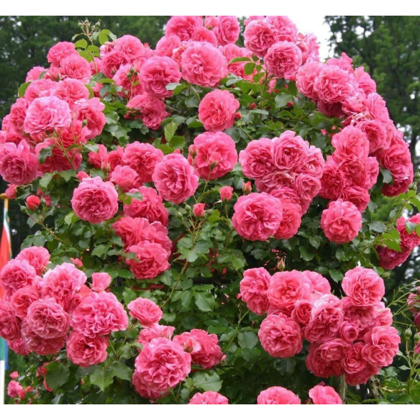 Саджанці троянд Розаріум Ютерсен (плетиста)