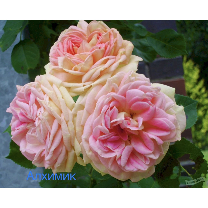 Саджанці троянд Алхімік (плетиста)