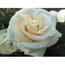 Саженцы роз, Анастасия (чайно-гибридная)