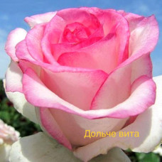 Саджанці Троянд Дольче Віта (чайно-гібридна)