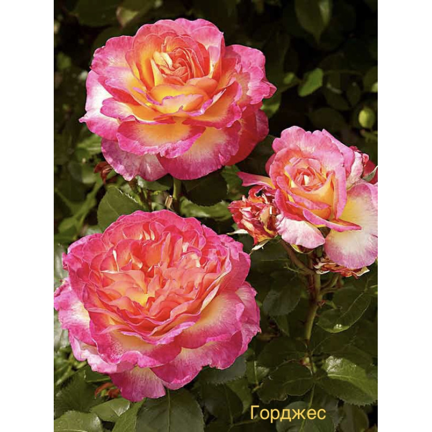 Саджанці Троянд Горджес (чайно-гібридна)