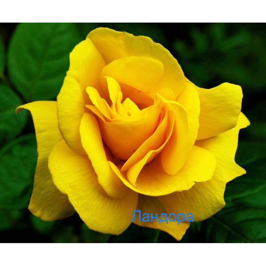 Саджанці троянд Ландора (чайно-гібридна)