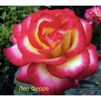 Саджанці троянд Лео Ферре (чайно-гібридна)