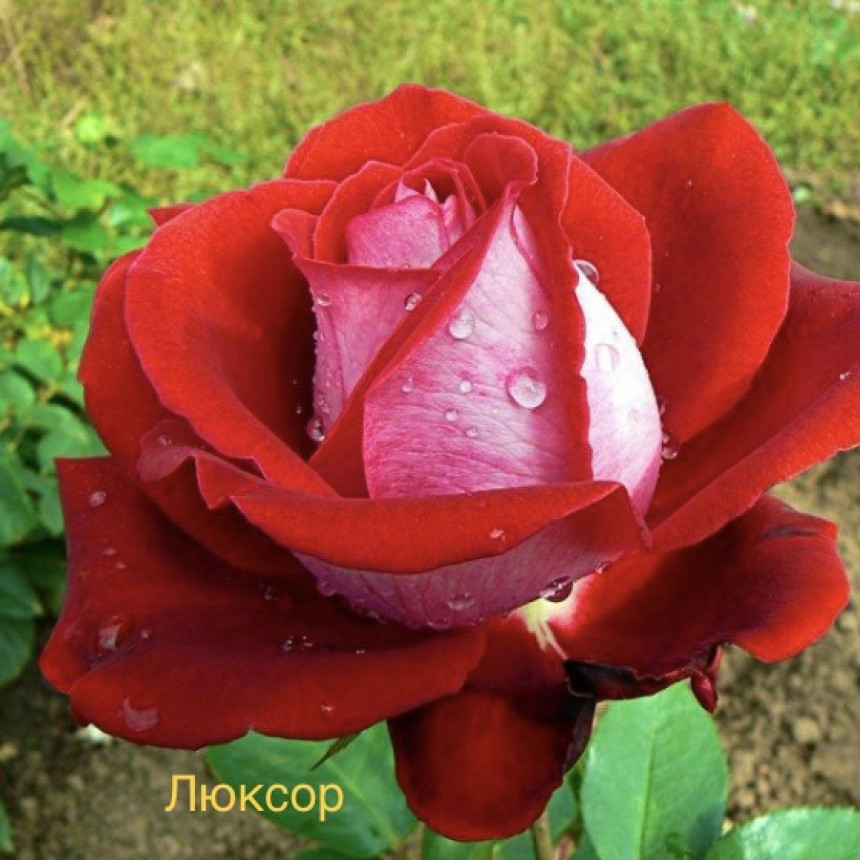 Саджанці троянд Люксор (чайно-гібридна)