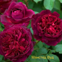 Саджанці троянд Манстед Вуд (англійська)