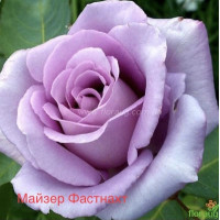 Саджанці троянд Майзер Фастнахт (чайно-гібридна)
