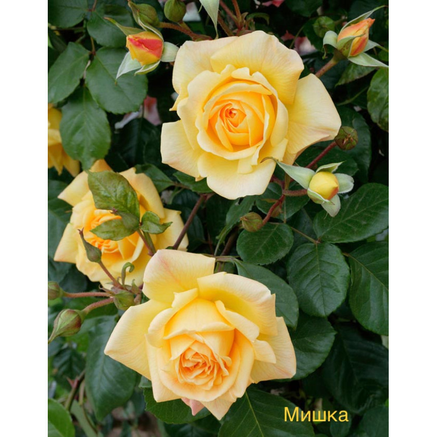 Саджанці троянд Мішка (плетиста)