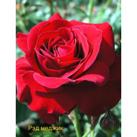 Саджанці троянд Ред Меджик (чайно-гібридна)