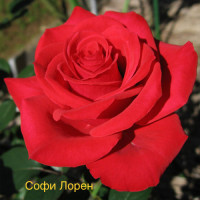 Саджанці троянд Софі Лорен (чайно-гібридна)