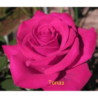 Саджанці троянд Топаз (чайно-гібридна)