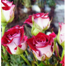 Саджанці троянд Рубі Стар (спрей)