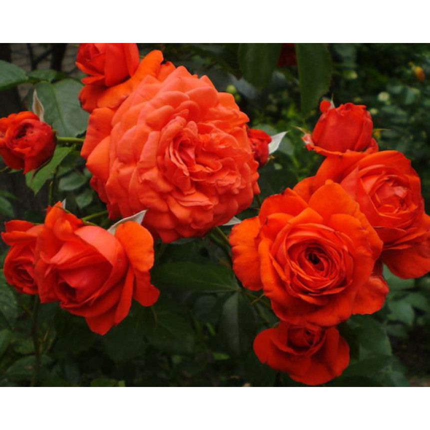 Саджанці троянд Саліта (плетиста)