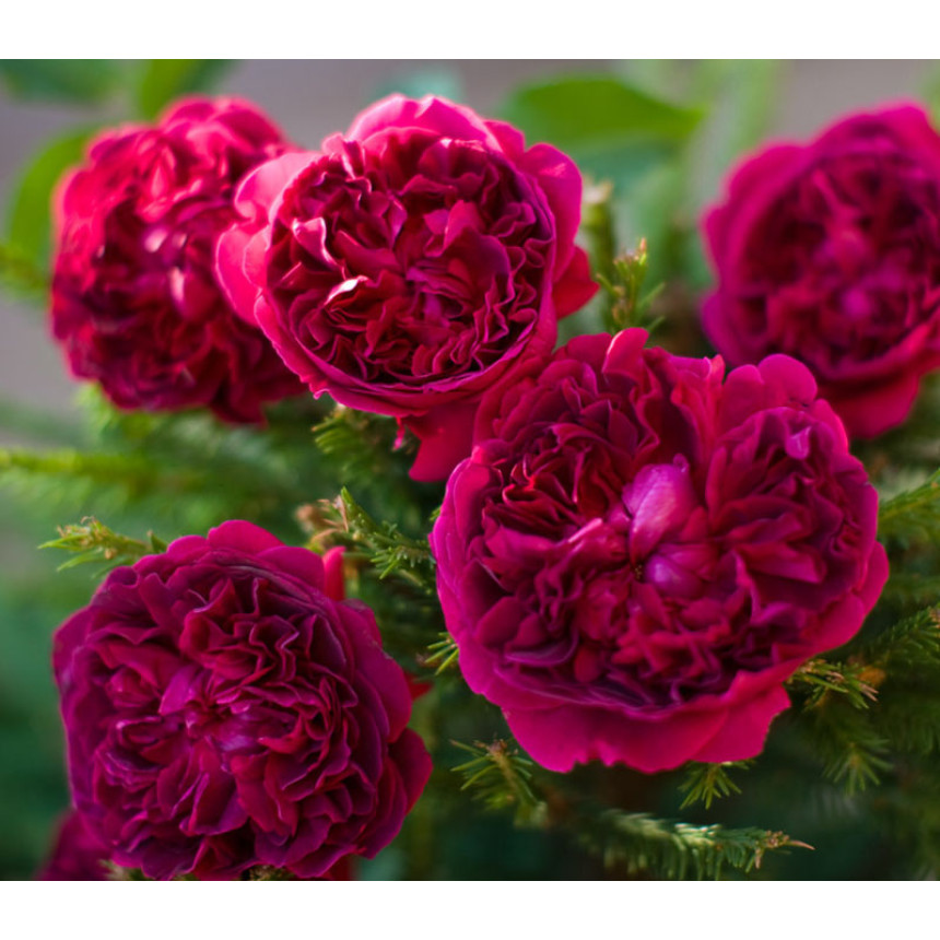 Саджанці троянд Вільям Шекспір (англійська)