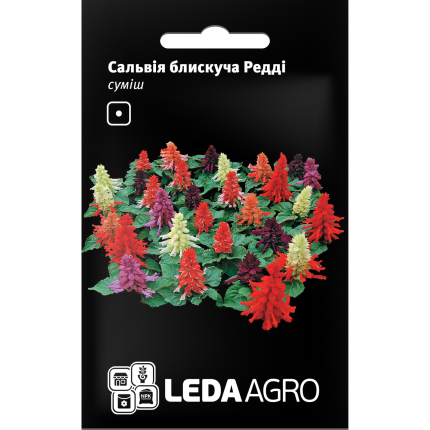 Сальвія Редді блискуча суміш